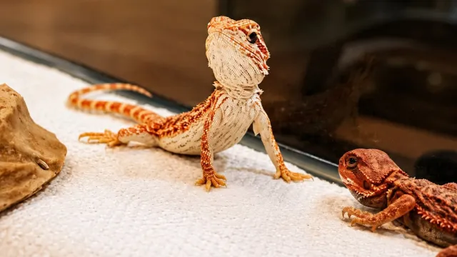 Small lizard at the reptile expo