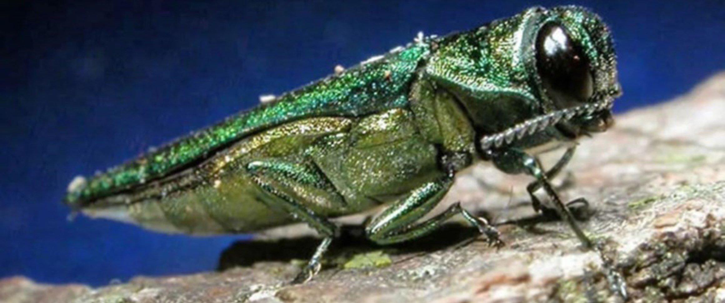 Emerald Ash Borer