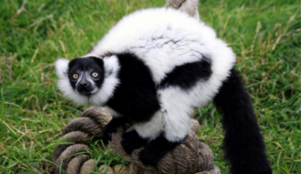 Black and white ruffled lemur