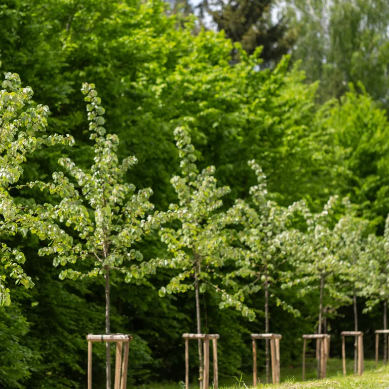 Tree's planted in a row